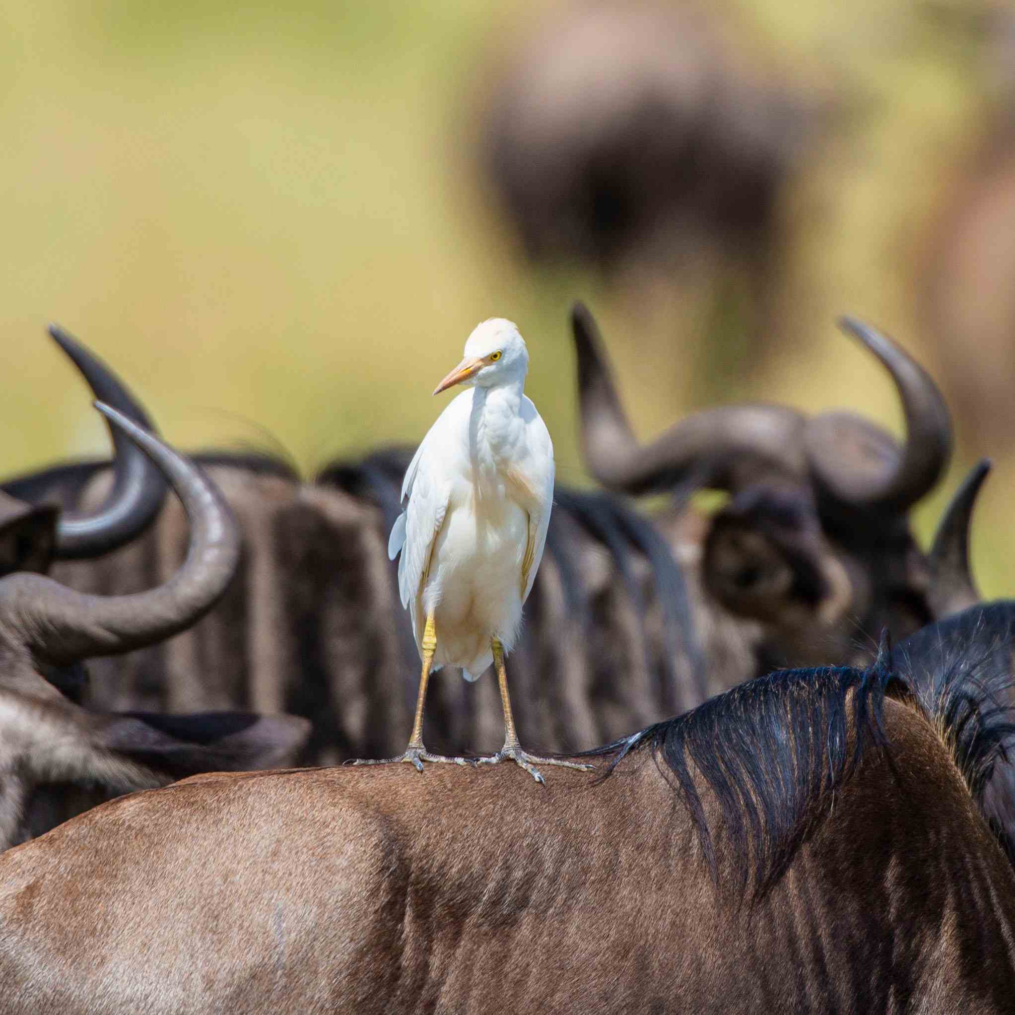 Great Migration Safari
